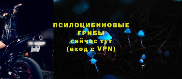 стаф Алзамай